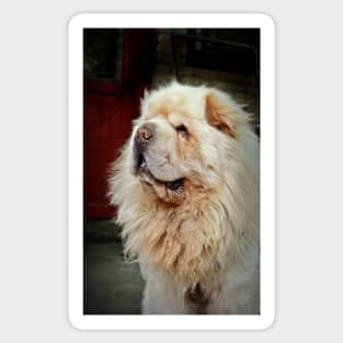 Tibetan Mastiff Sticker